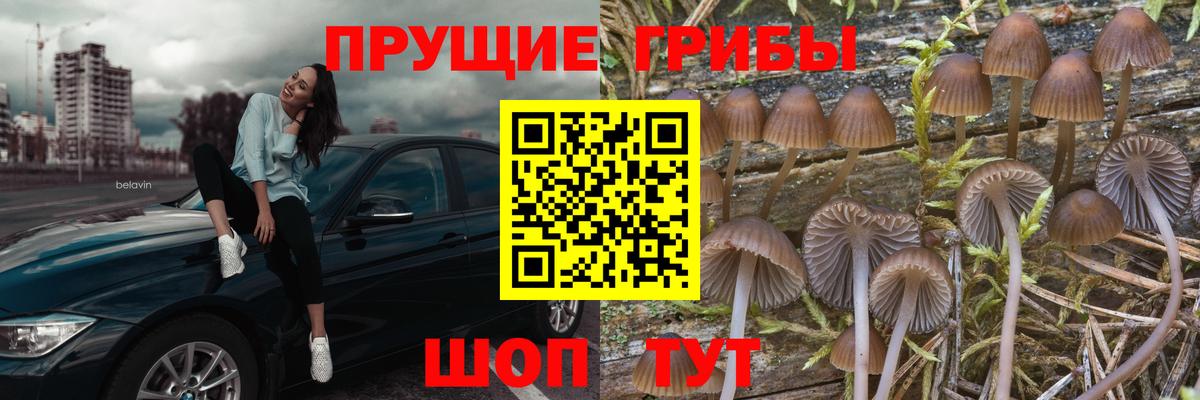 Нижний Новгород  Псилоцибиновые грибы Psilocybe  Вход с VPN 